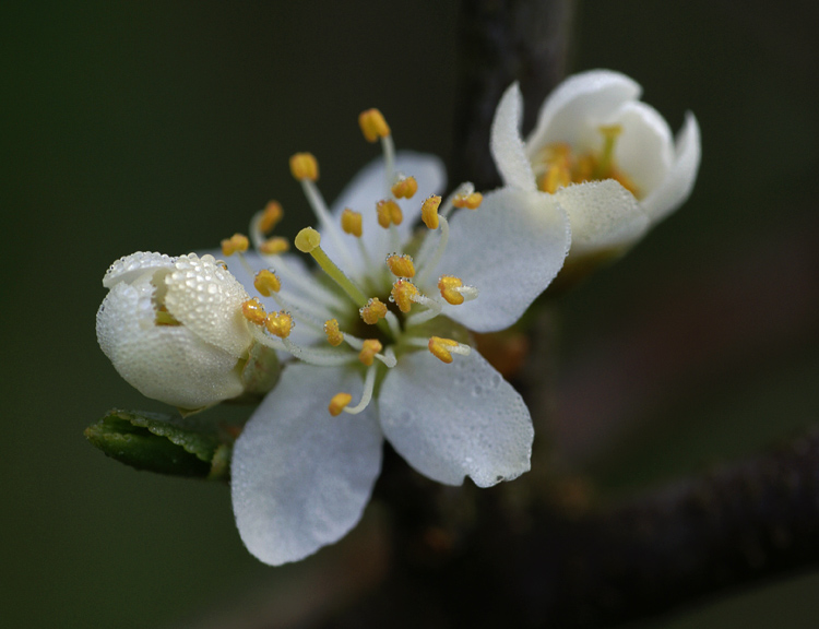Slivoň trnitá - Prunus spinosa