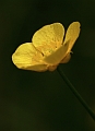 Pryskyřník prudký - Ranunculus acris